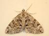 Thera sp.